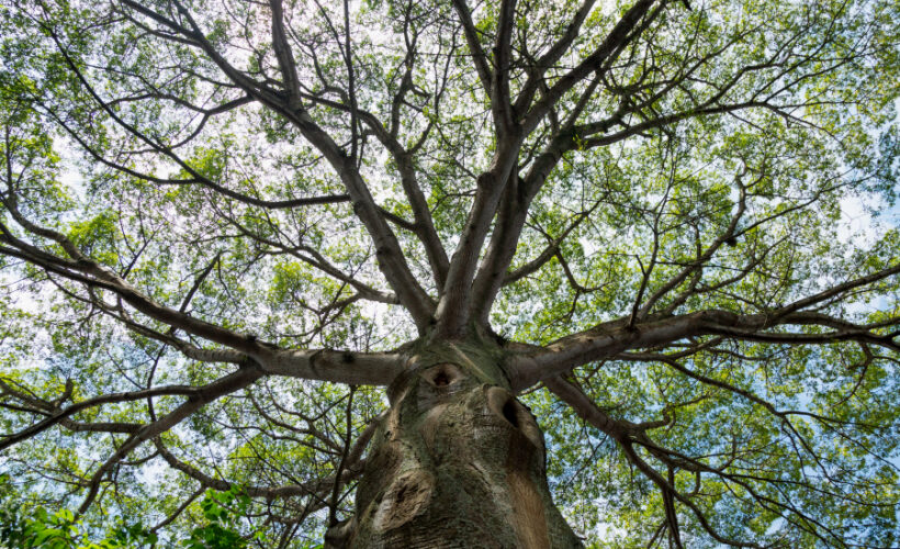 Cuentos de Camino: La ceiba de la Pelirroja