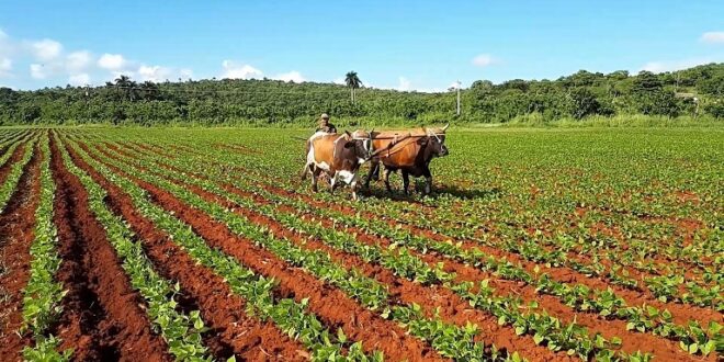 Culminó con éxito campaña de siembra de frío en Matanzas