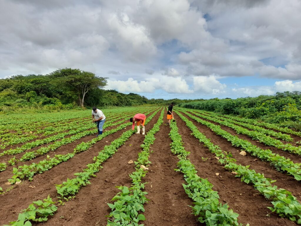 Culminó con éxito campaña de siembra de frío en Matanzas