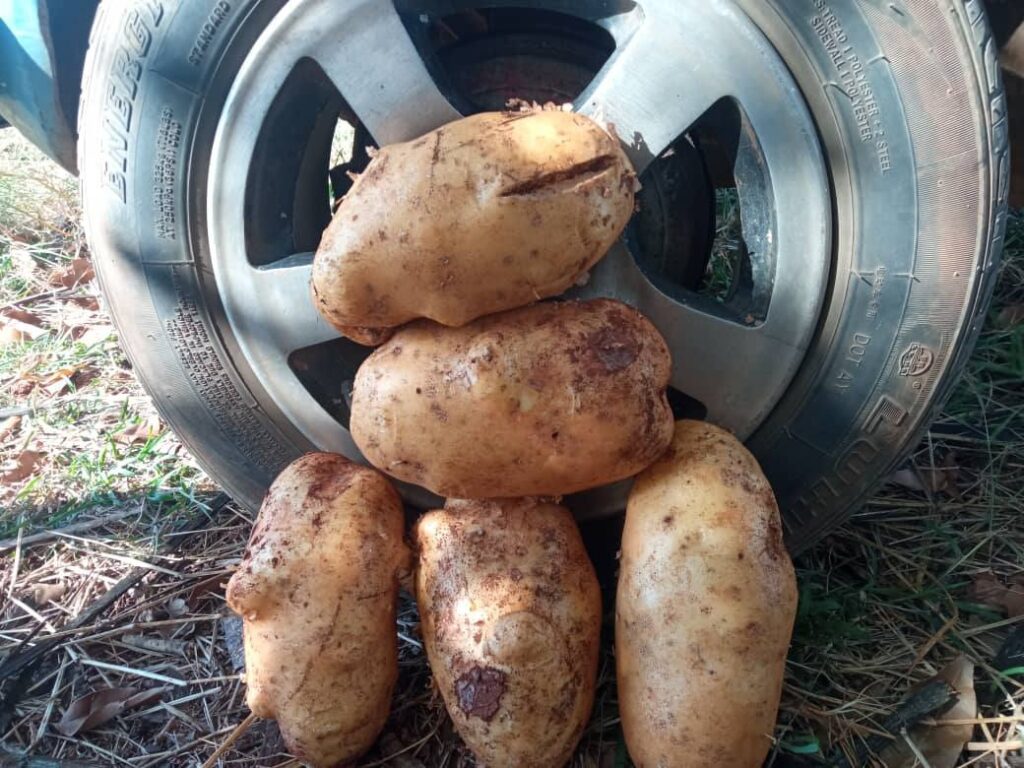 Inicia cosecha de papa en Matanzas