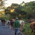 Entre el Bloqueo y la burocracia: ¿puede Cuba reimpulsar la economía?