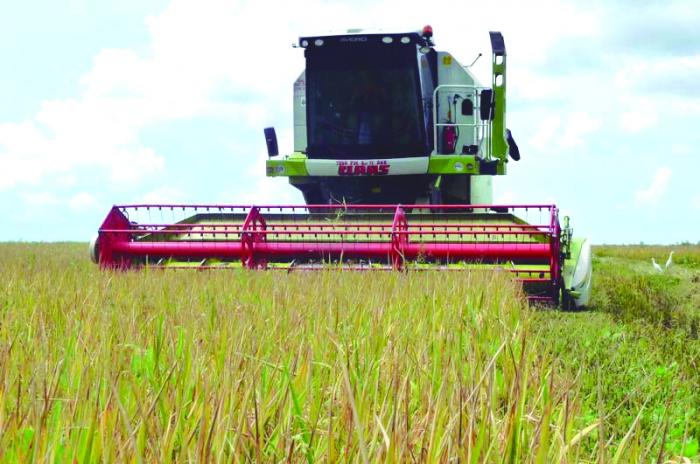 ¿Qué perspectivas tiene la producción de arroz en Cuba?