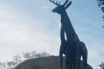 Los venados del Parque Watkins