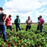 Autoridades exhortan a incrementar cultivos