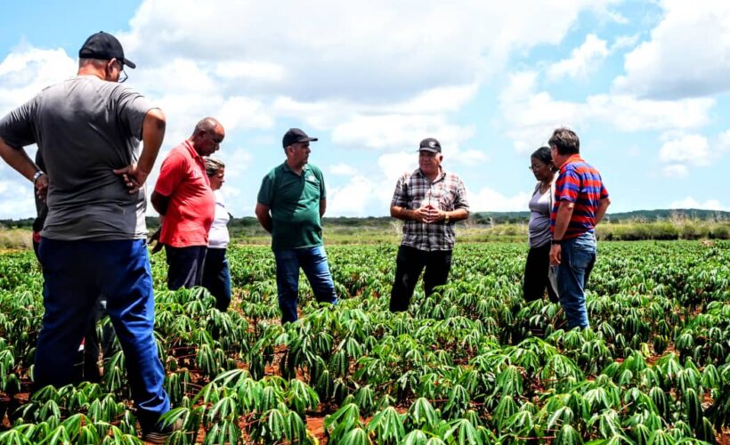 Autoridades exhortan a incrementar cultivos