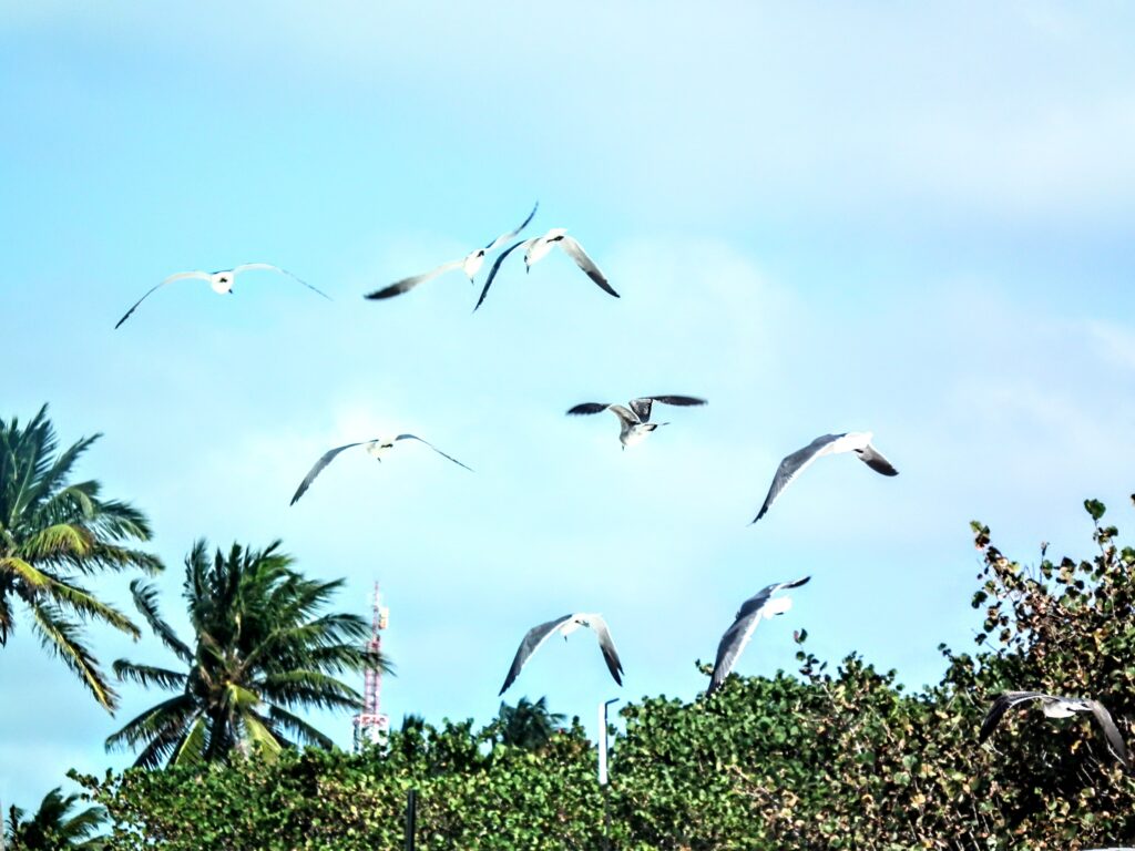 El reino de las gaviotas en Varadero