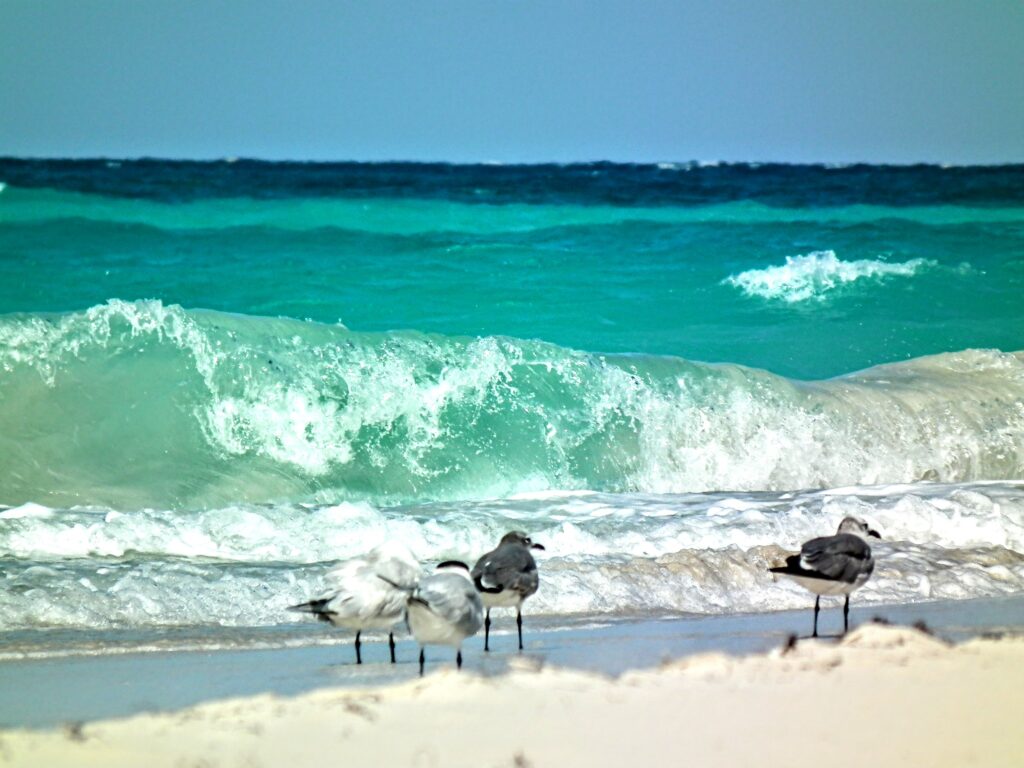 El reino de las gaviotas en Varadero