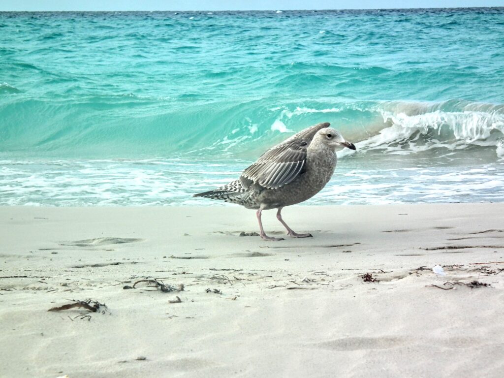 El reino de las gaviotas en Varadero