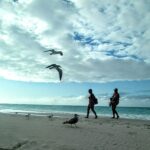 El reino de las gaviotas en Varadero