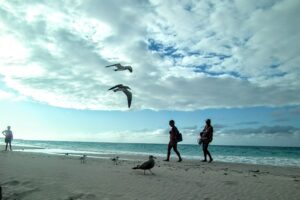 El reino de las gaviotas en Varadero
