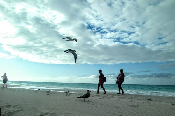 El reino de las gaviotas en Varadero