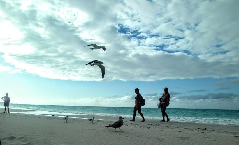 El reino de las gaviotas en Varadero