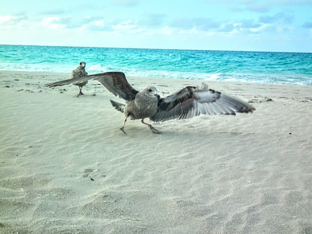El reino de las gaviotas en Varadero
