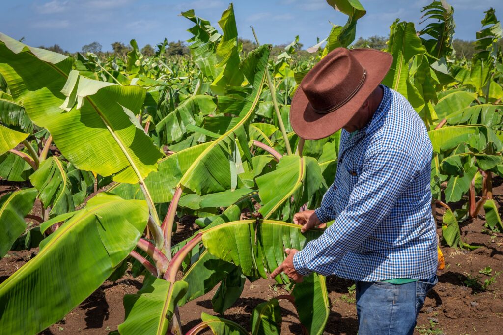 Los melones: agroecología como proyecto familiar. Foto: Raúl Navarro González