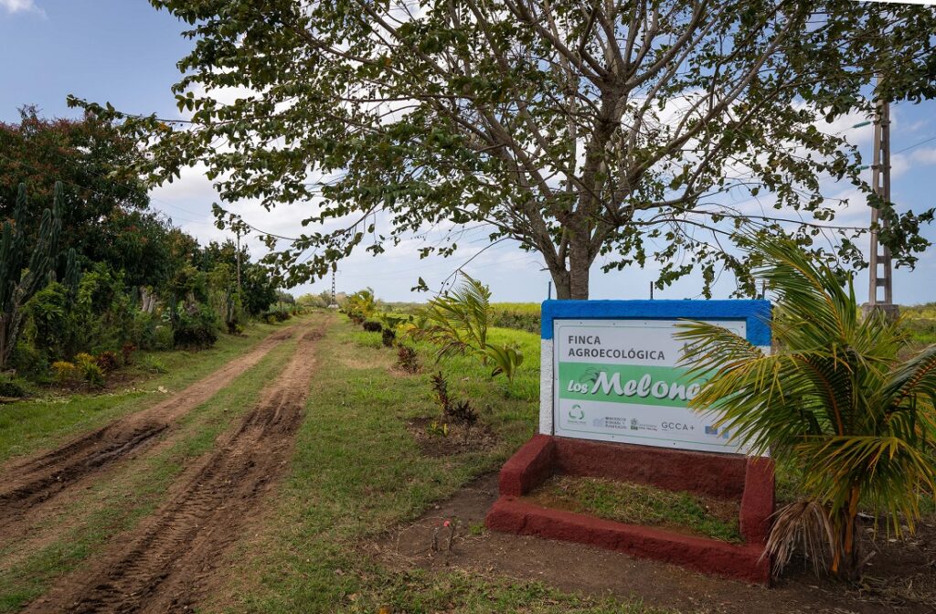 Los melones: agroecología como proyecto familiar. Foto: Raúl Navarro González