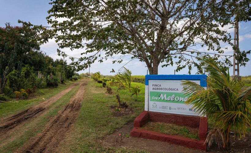 Los melones: agroecología como proyecto familiar. Foto: Raúl Navarro González