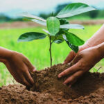 Matanzas, ocupada en fomentar posturas para bosques forestales