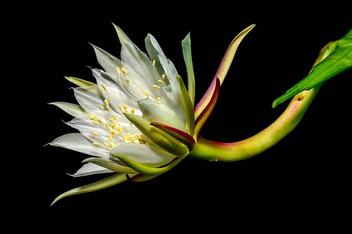 Diez años de Cuba al Natural