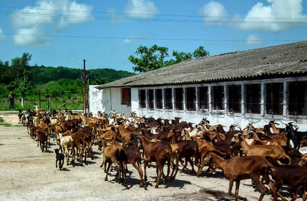 Llaman a revitalizar programa ganadero en Matanzas