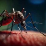 Dengue y sus secuaces: salvar desde la prevención