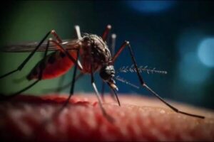 Dengue y sus secuaces: salvar desde la prevención