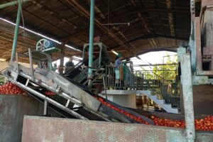 A pesar de la situación energética, la UEB Los Ángeles logró cumplir su plan de producción, un logro que lleva el esfuerzo de cada trabajador.