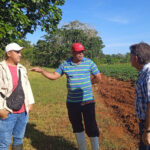 Cercanía a Matanzas, motivo que alienta la siembra en Ceiba Mocha