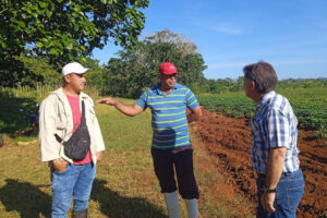 Cercanía a Matanzas, motivo que alienta la siembra en Ceiba Mocha