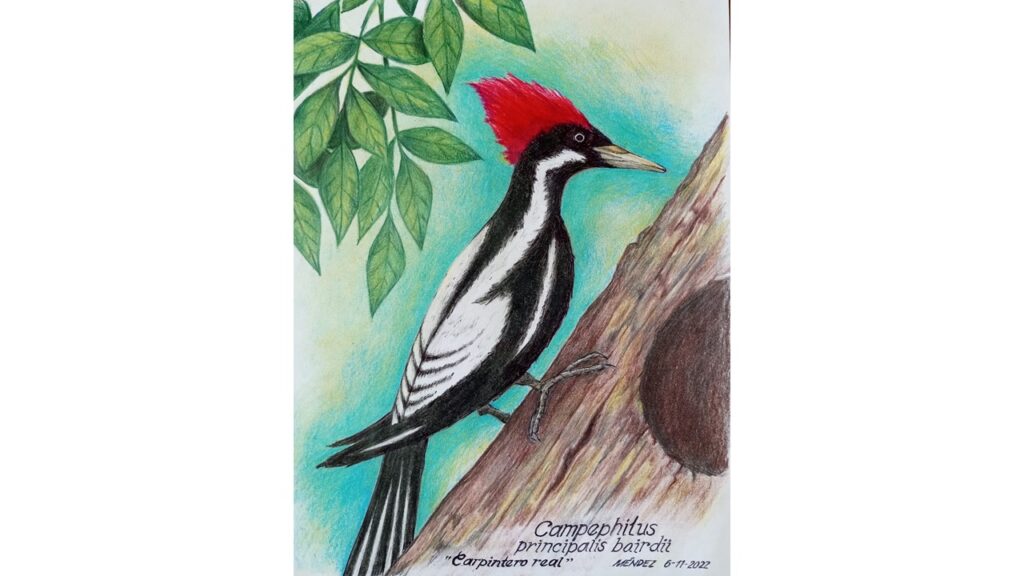 Pájaro carpintero real
