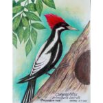 Pájaro carpintero real