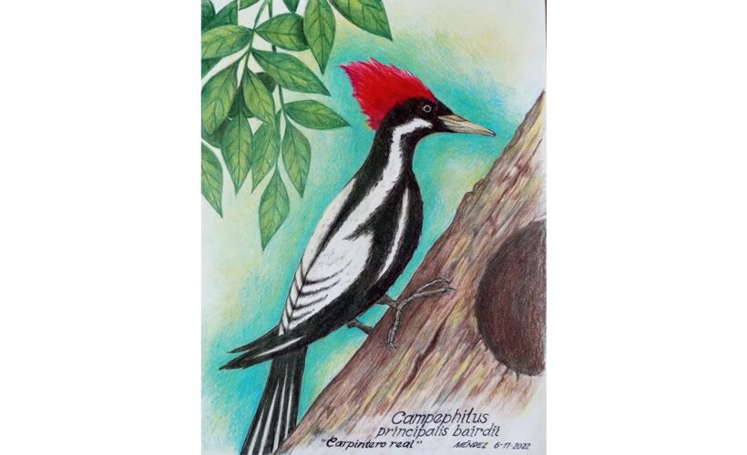 Pájaro carpintero real