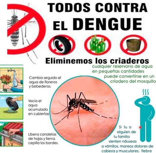 Sin descanso contra el Aedes