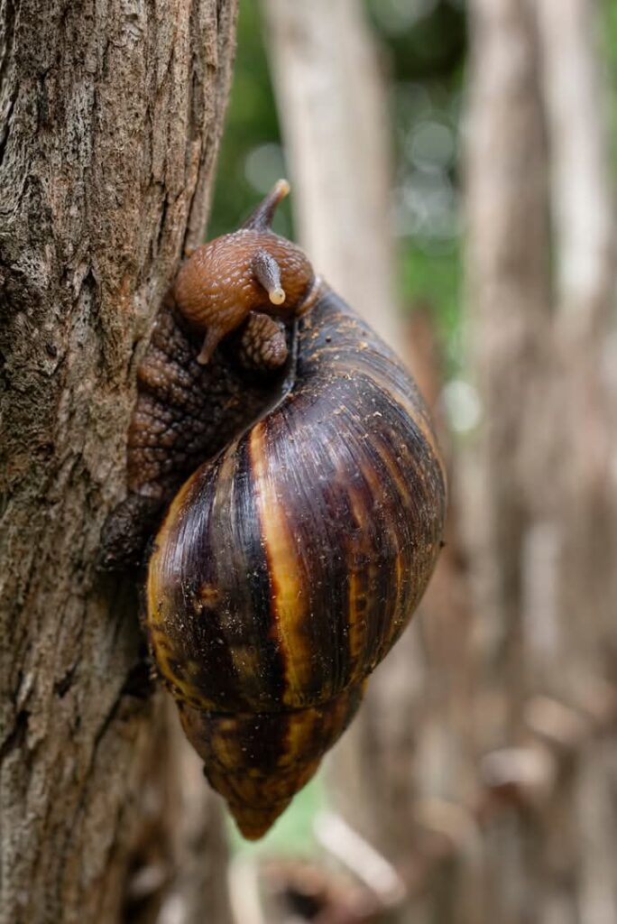 Caracol Gigante Africano