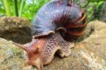 Caracol Gigante Africano