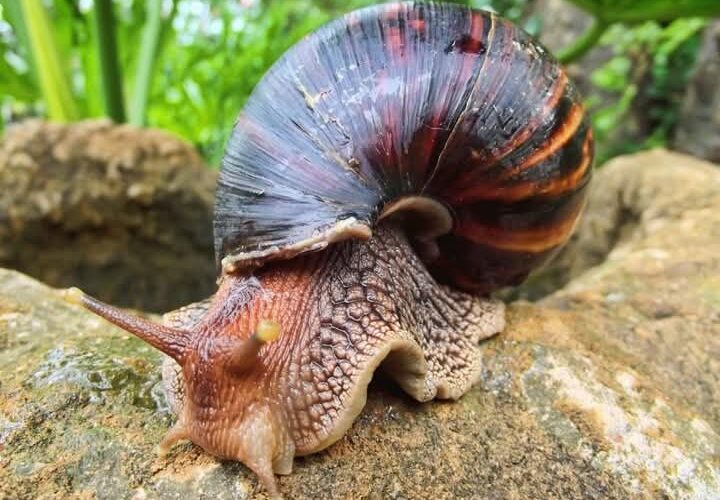 Caracol Gigante Africano