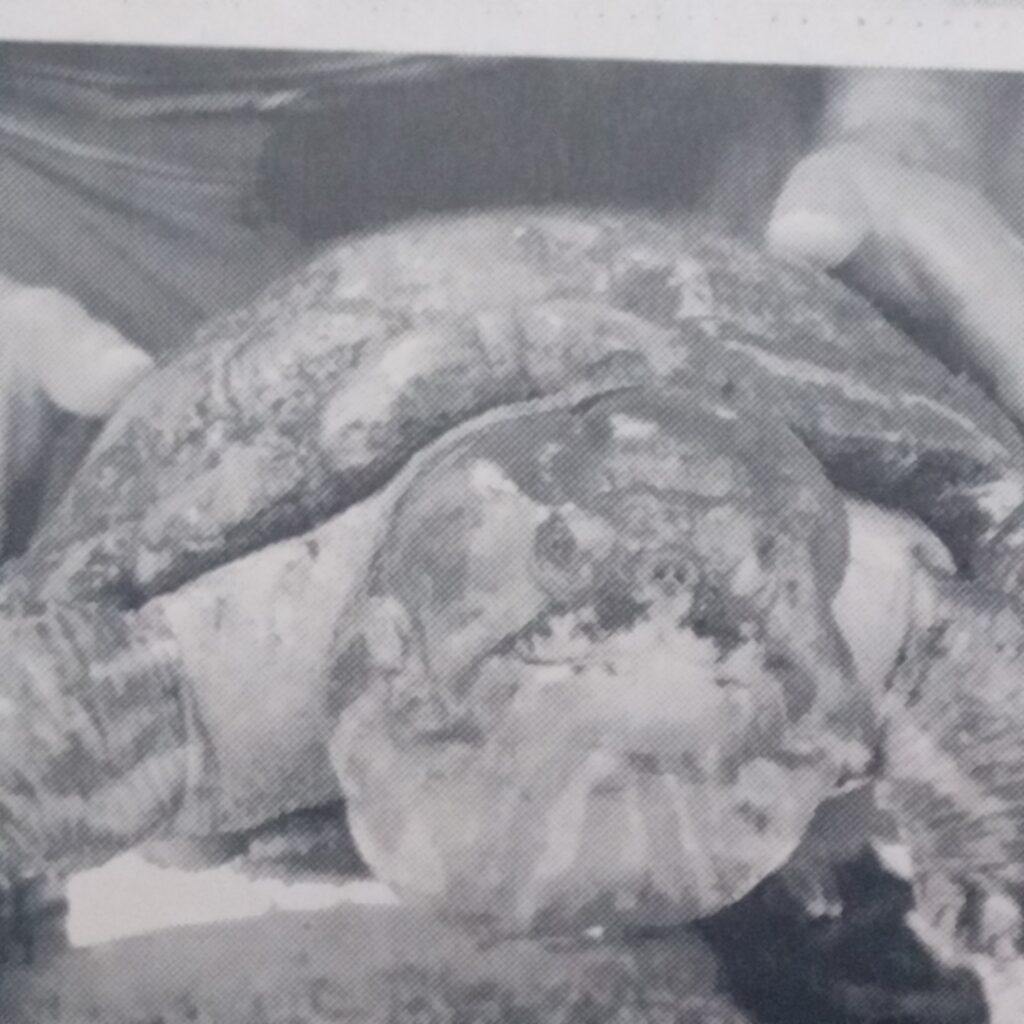 La jicotea gigante