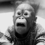 Un orangután en la calle de Milanés