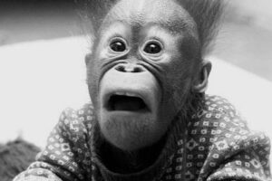 Un orangután en la calle de Milanés