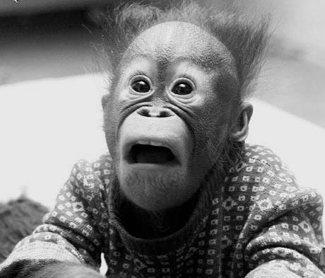 Un orangután en la calle de Milanés