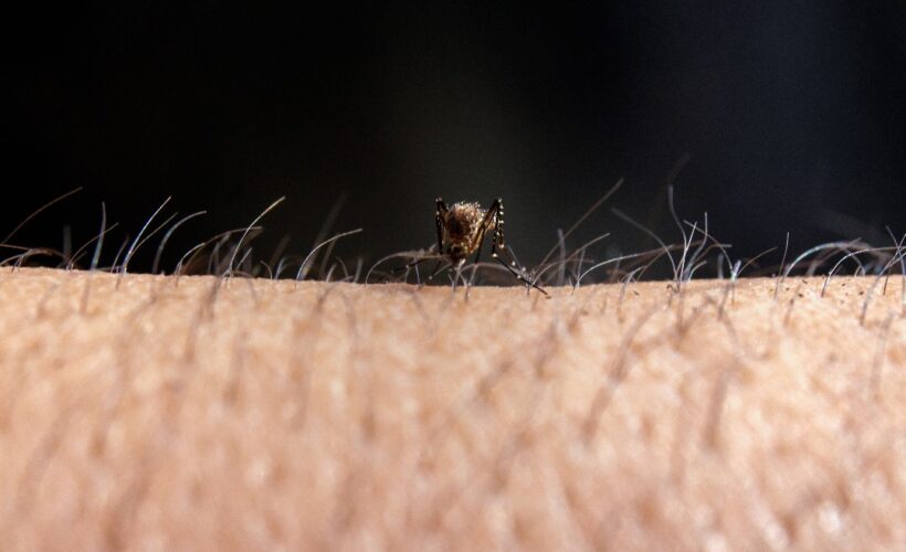Transmisión de dengue y chikungunya. Foto: Raúl Navarro