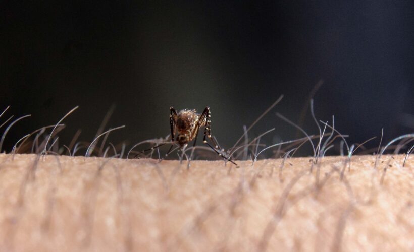 Cárdenas actualiza estrategia en ofensiva contra arbovirosis