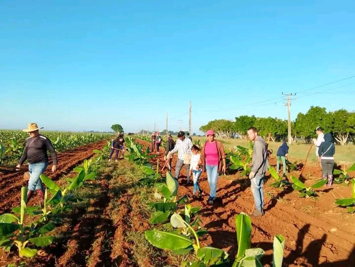 Trabajo voluntario en Matanzas rinde homenaje al legado del Che Guevara