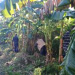 Trabajo voluntario en Matanzas rinde homenaje al legado del Che Guevara