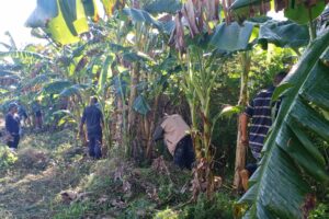 Trabajo voluntario en Matanzas rinde homenaje al legado del Che Guevara