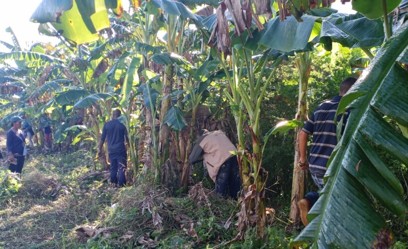 Trabajo voluntario en Matanzas rinde homenaje al legado del Che Guevara