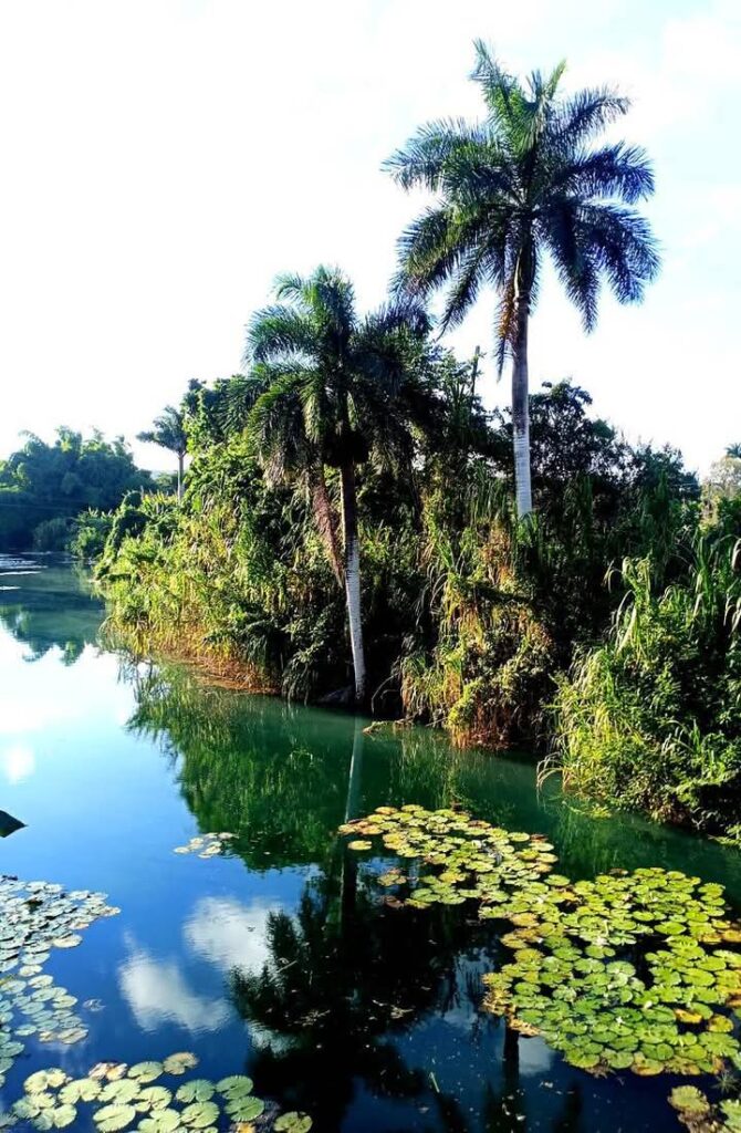 Postales Matanceras: Un cadáver en Cañas