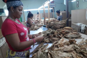 Trabajadoras durante la escogida del tabaco