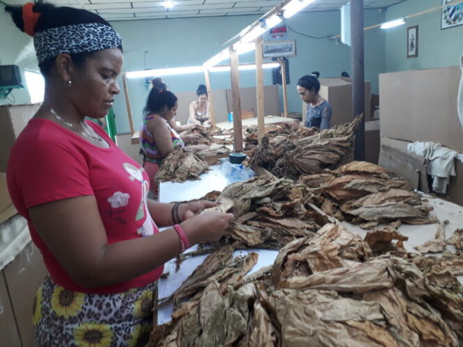 Trabajadoras durante la escogida del tabaco