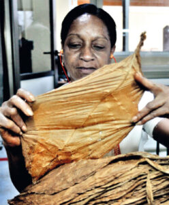 Trabajadoras durante la escogida del tabaco