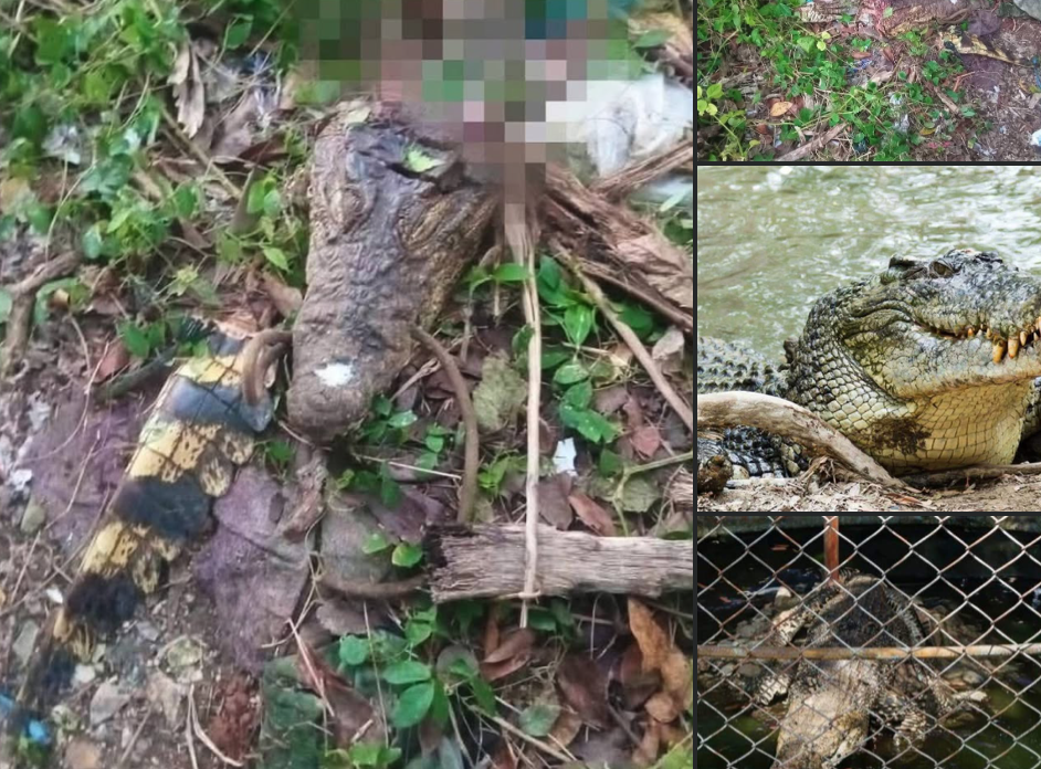 Cocodrilo fugado del zoológico en Caibarién, termina como alimento de los pobladores. Captura de pantalla tomada de Facebook